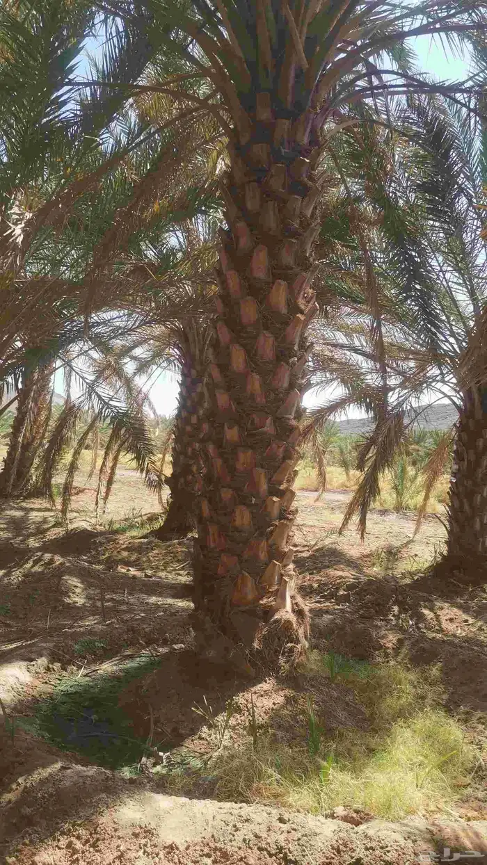 مقول نخل وشبوك 8