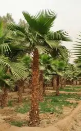 نخل واشنطني واشنطوانيا زينه للبيع 3