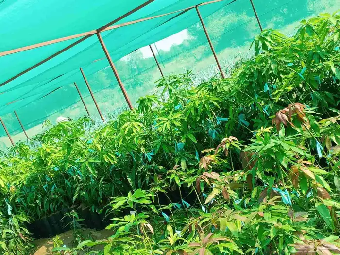 يوجد لدينا مانجو هندي تومي لانجرا جلين 0