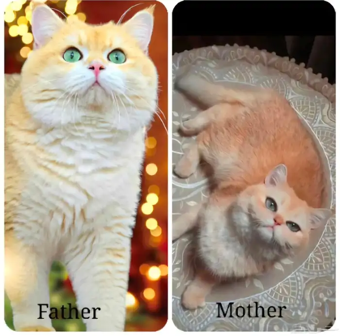 برتش شورت هير آباء شامبيون بالملحقات تم البيع 3