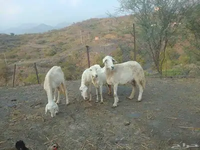 عرض لكم اليوم ضان بلدي واثنتين ضان حري index