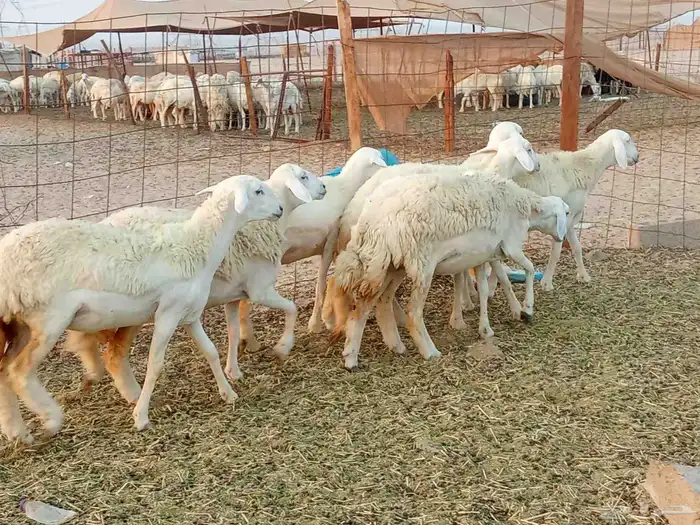 رخال العدد 7 7