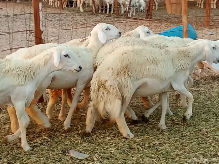 رخال العدد 7 0