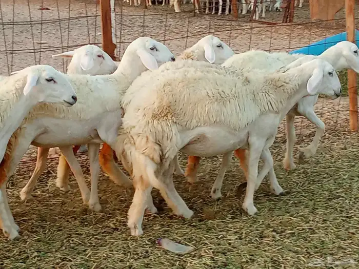 رخال العدد 7 2