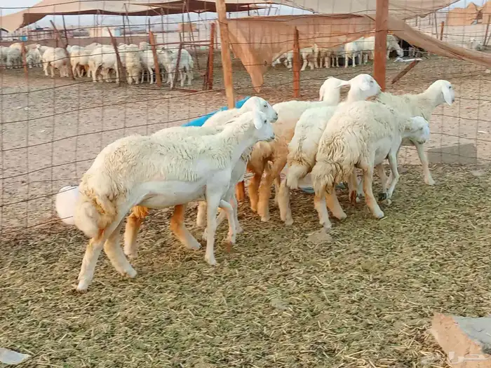 رخال العدد 7 6