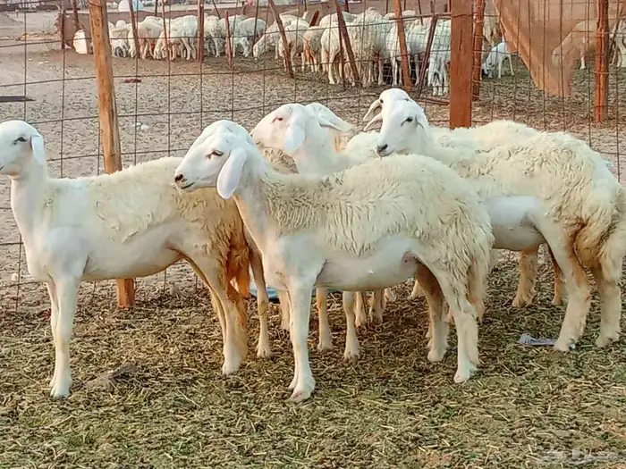 رخال العدد 7 3