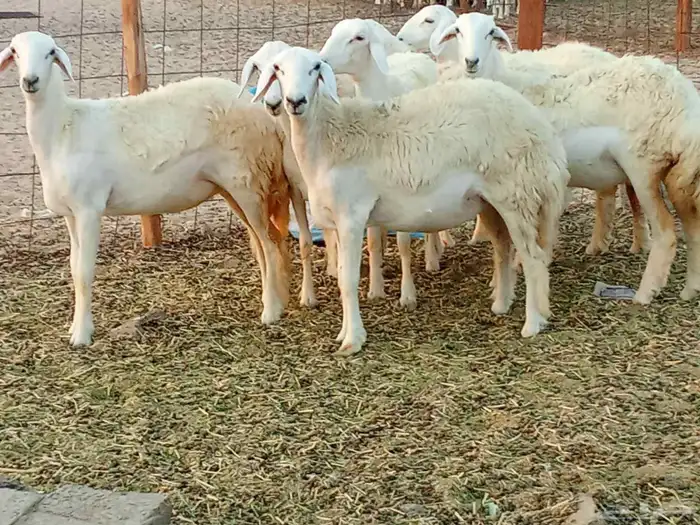 رخال العدد 7 4