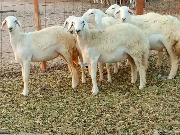 رخال العدد 7 9