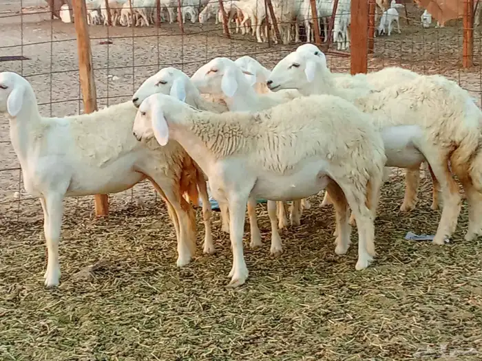 رخال العدد 7 5