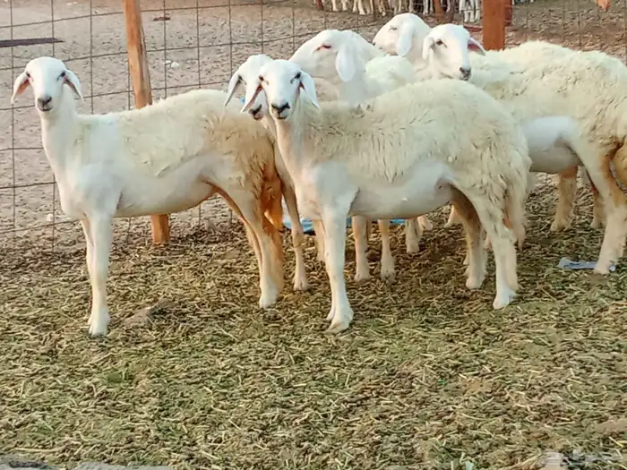 رخال العدد 7 8