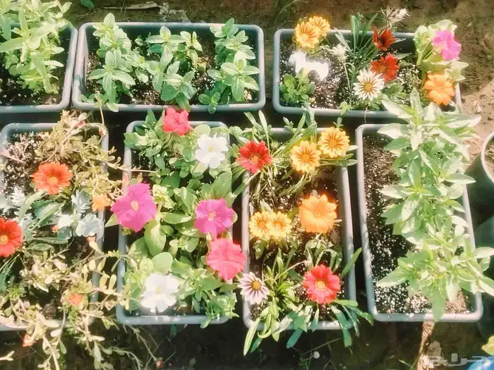 مشاتل الناصريه ويوجد عندنا توصيل داخل جميع مناطق تبوك 0