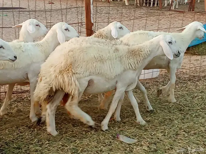 رخال العدد 7 1