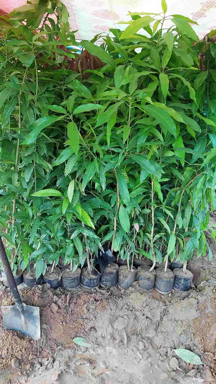 مشتل أبو عريش لجميع أنواع المانجو 5