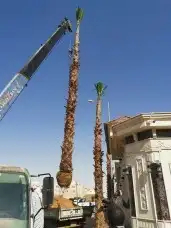 ابو محمد بتوريد وغرس جميع انواع النخيل الواشنطني الزينه ابو 5