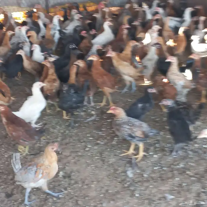 فروخ دجاج بلدي 1