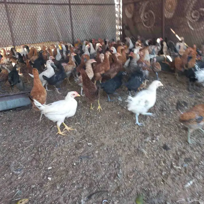 فروخ دجاج بلدي 0