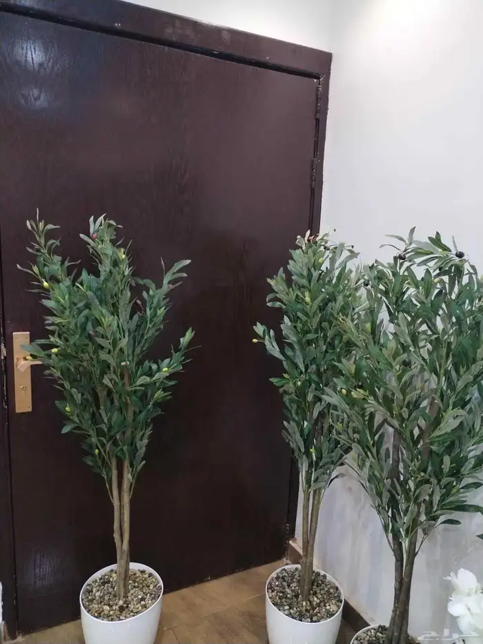 شجر زيتون صناعي وجذع طبيعي ارتفاع متر ونص ومتر 2