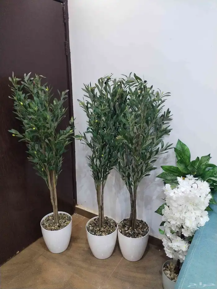 شجر زيتون صناعي وجذع طبيعي ارتفاع متر ونص ومتر 0