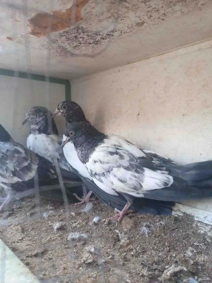 طبات بكستاني تيدي 1