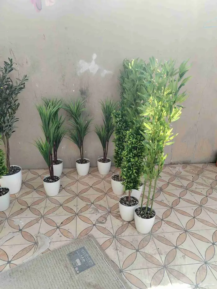 شجر زيتون صناعي وجذع طبيعي ارتفاع متر ونص ومتر 4