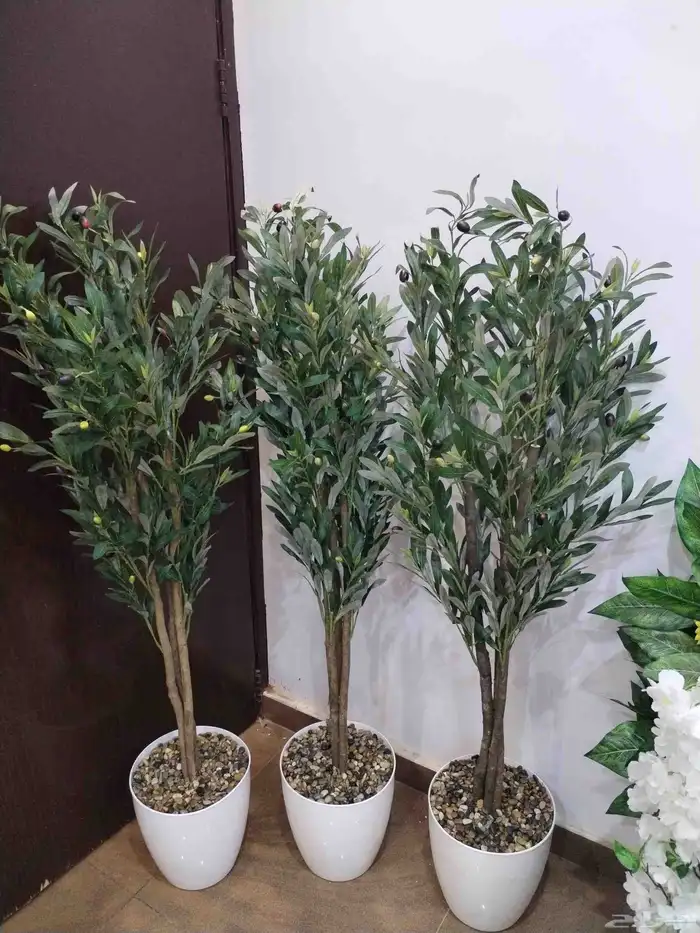 شجر زيتون صناعي وجذع طبيعي ارتفاع متر ونص ومتر 1