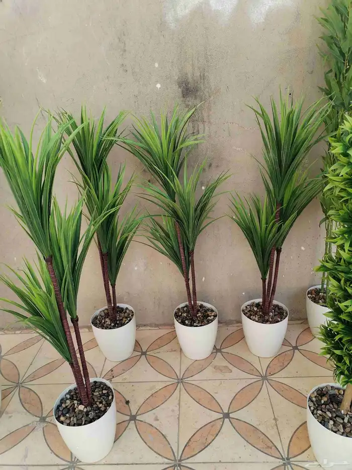 شجر زيتون صناعي وجذع طبيعي ارتفاع متر ونص ومتر 6