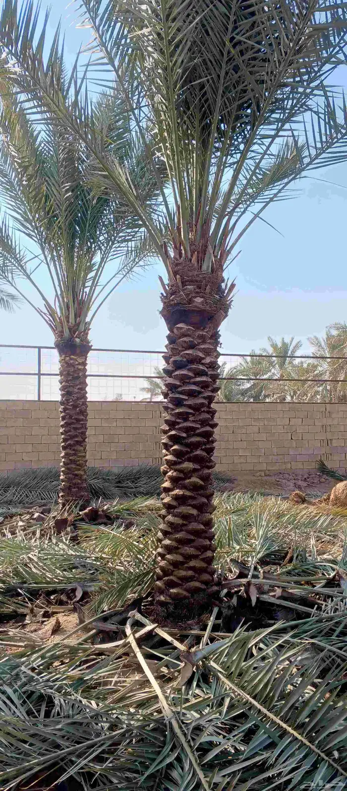 بيع نخل سكري اخلاس طول 3.5 متر تكريب حلال 0