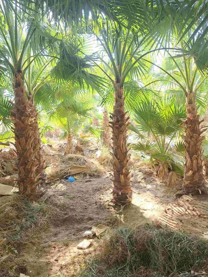 نخل زينه واشنطن للبيع بجميع مقاساته 6