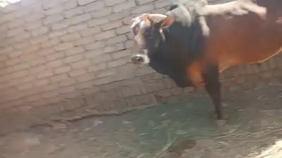 للبيع ثور فحل هدوه علي الشرط اسن جامع شباب الحد 7500 index