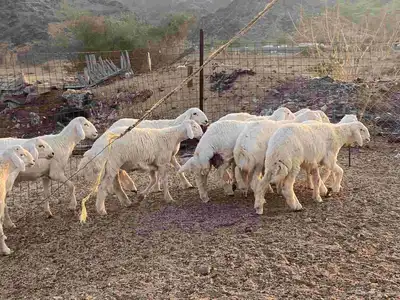 طليان حرية index