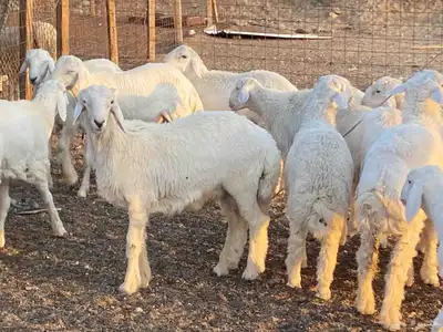 طليان حرية index