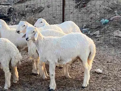 طليان حرية index