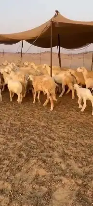 أعرض لكم غنم حريات خلفات طيبة عددها 35 تحتها 34 صنف index