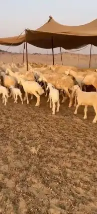 أعرض لكم غنم حريات خلفات طيبة عددها 35 تحتها 34 صنف index