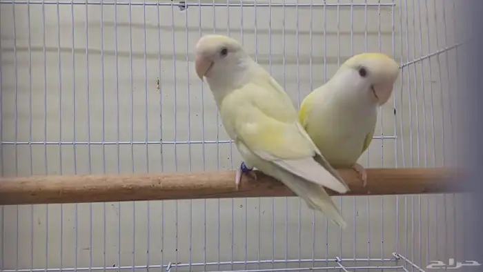 زوج روز اينو 0