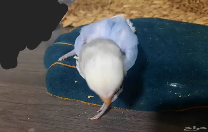 فرخ روز ابرق 0