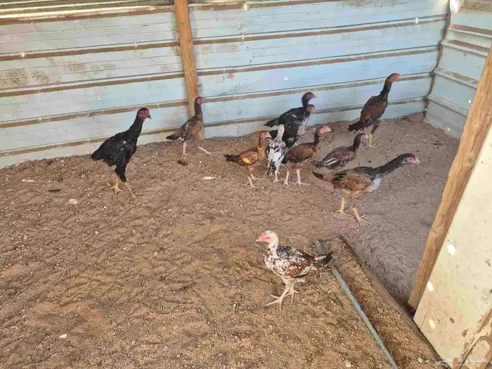 للبيع فروخ دجاج باكستاني 4