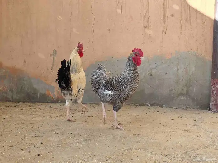 ديكين تركي وبلدي 1