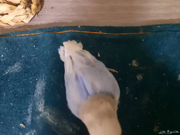 فرخ روز ابرق 2