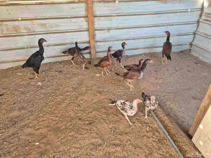 للبيع فروخ دجاج باكستاني 6