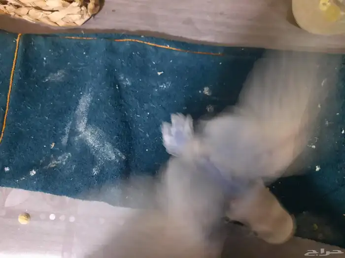 فرخ روز ابرق 1