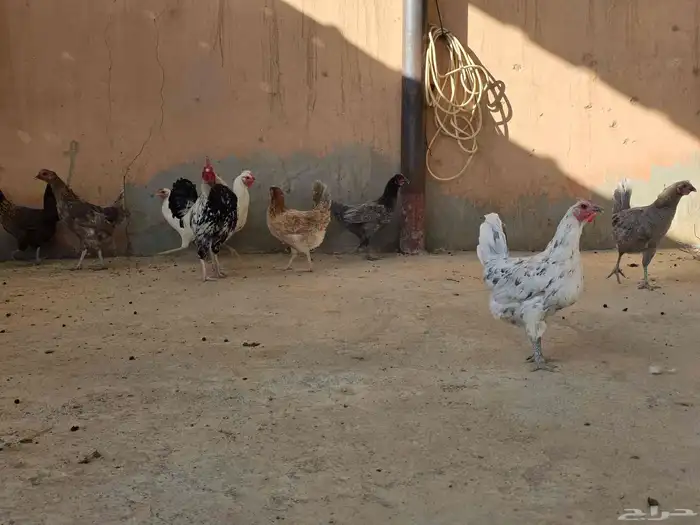 دجاج بلدي بياض 2