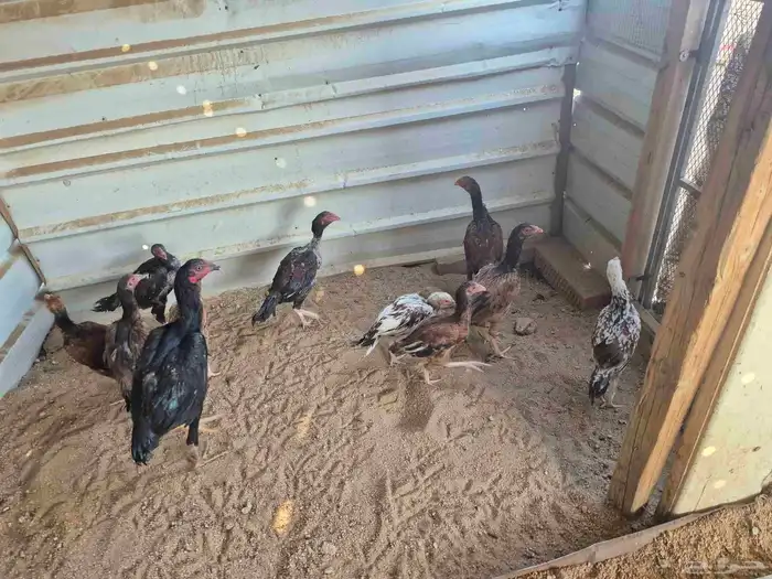 للبيع فروخ دجاج باكستاني 2