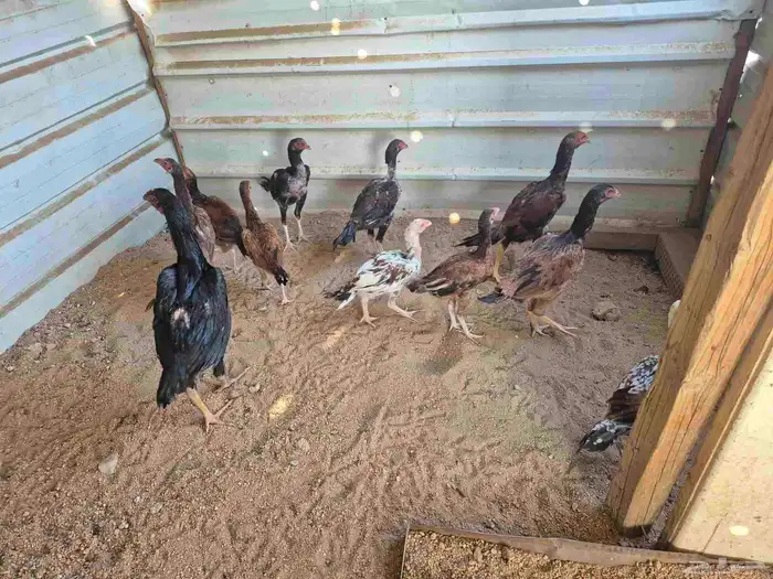 للبيع فروخ دجاج باكستاني 0