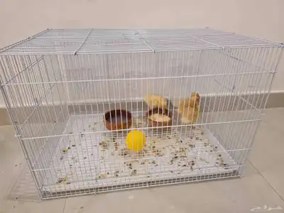 صيصان بط index