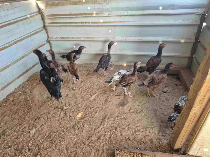 للبيع فروخ دجاج باكستاني 1