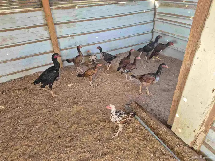 للبيع فروخ دجاج باكستاني 3