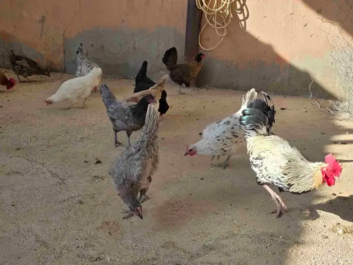 دجاج بلدي بياض 1