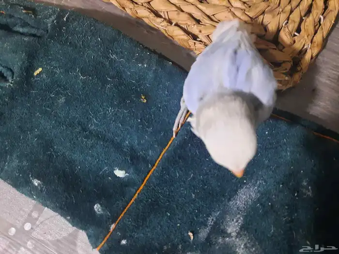 فرخ روز ابرق 4