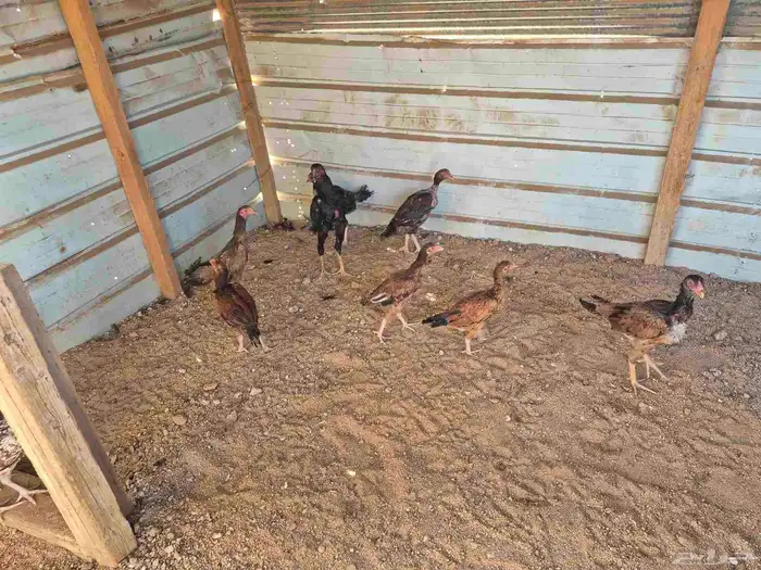 للبيع فروخ دجاج باكستاني 8